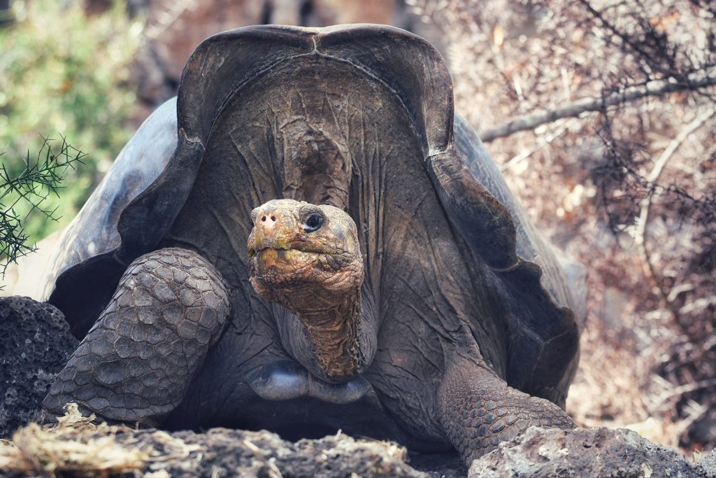 Floreana Renace: La Ambiciosa Restauración Ecológica de Ecuador en Galápagos