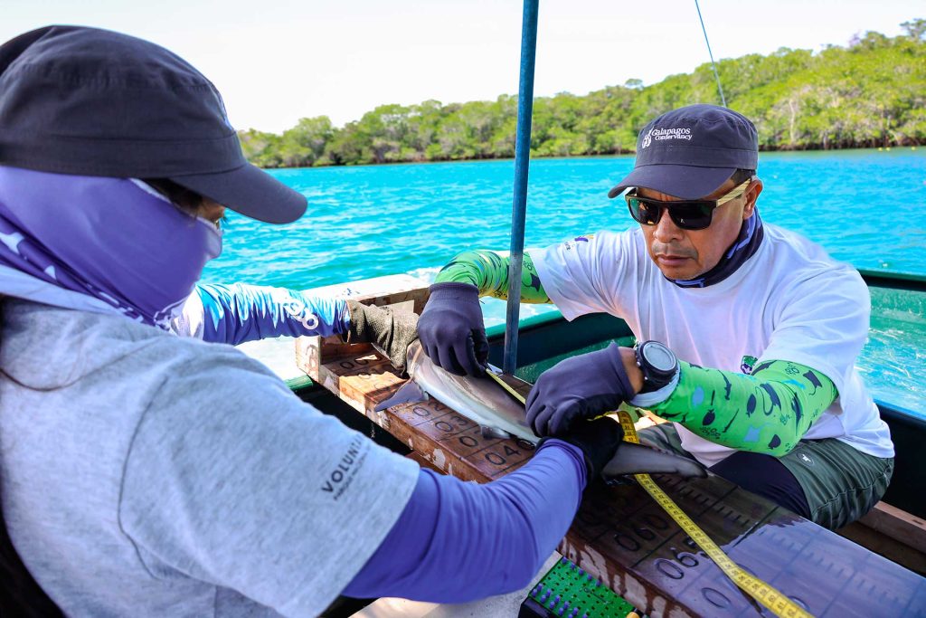 Galápagos Sharks: Monitoring for Conservation and Education