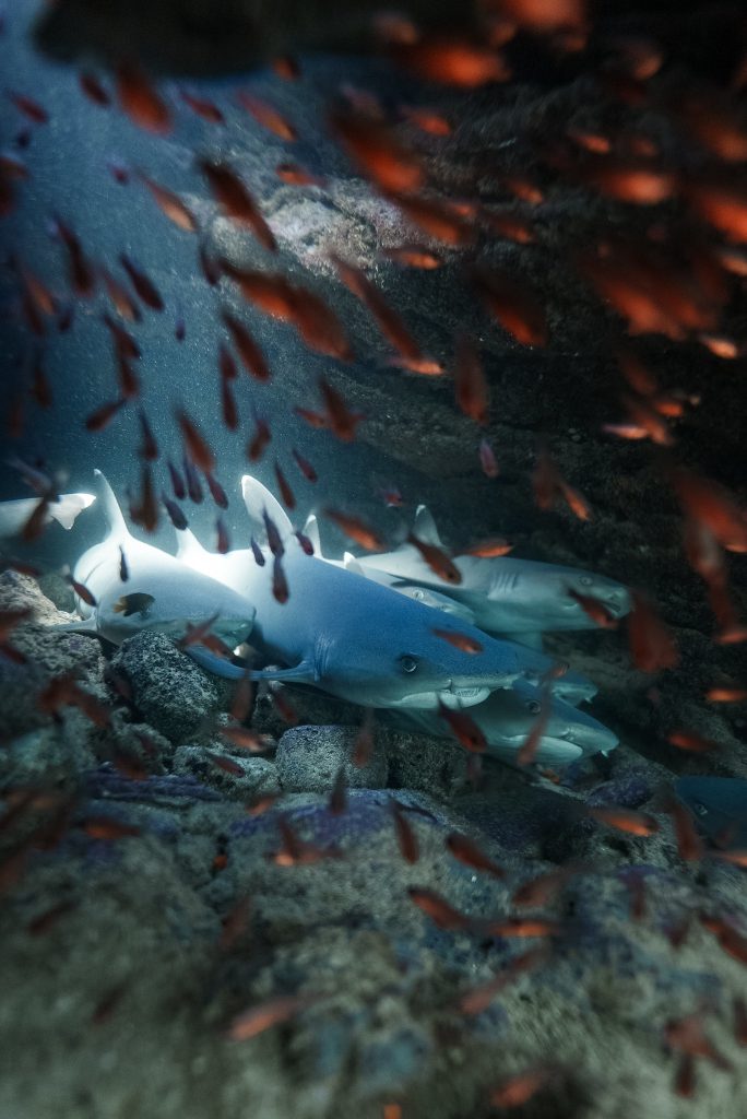 Saving The Seas: A Community Effort To Conserve Marine Biodiversity