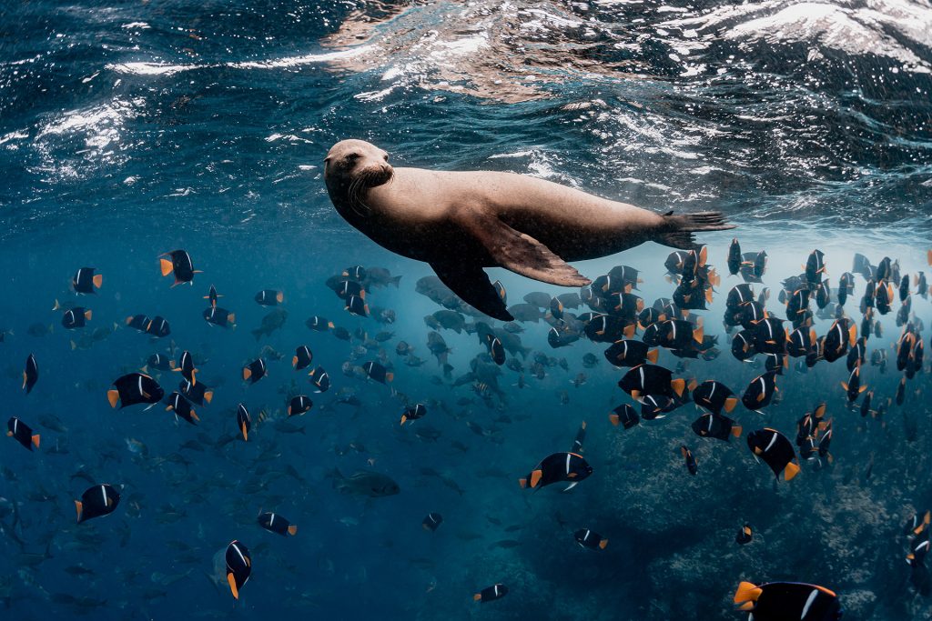 Saving The Seas: A Community Effort To Conserve Marine Biodiversity