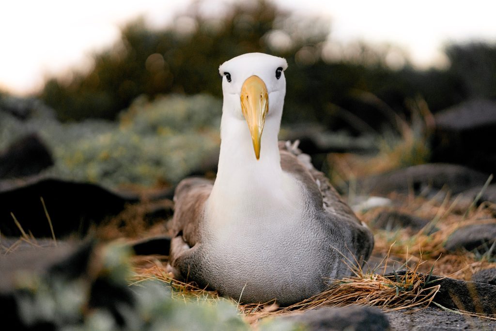 The Race To Save Galápagos' Endangered Species