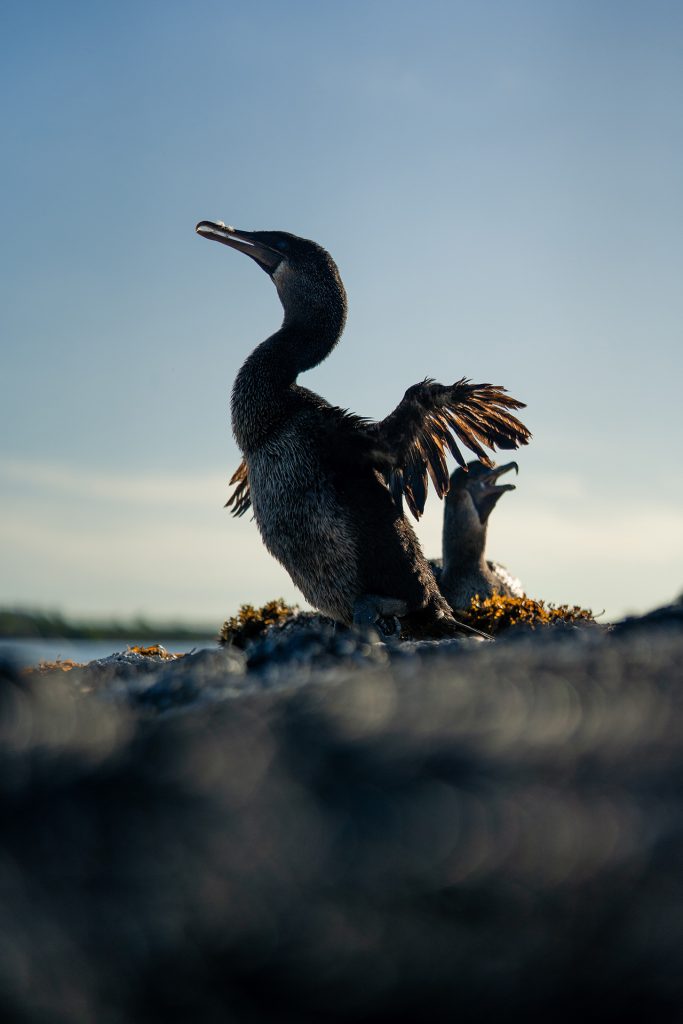 The Race To Save Galápagos' Endangered Species