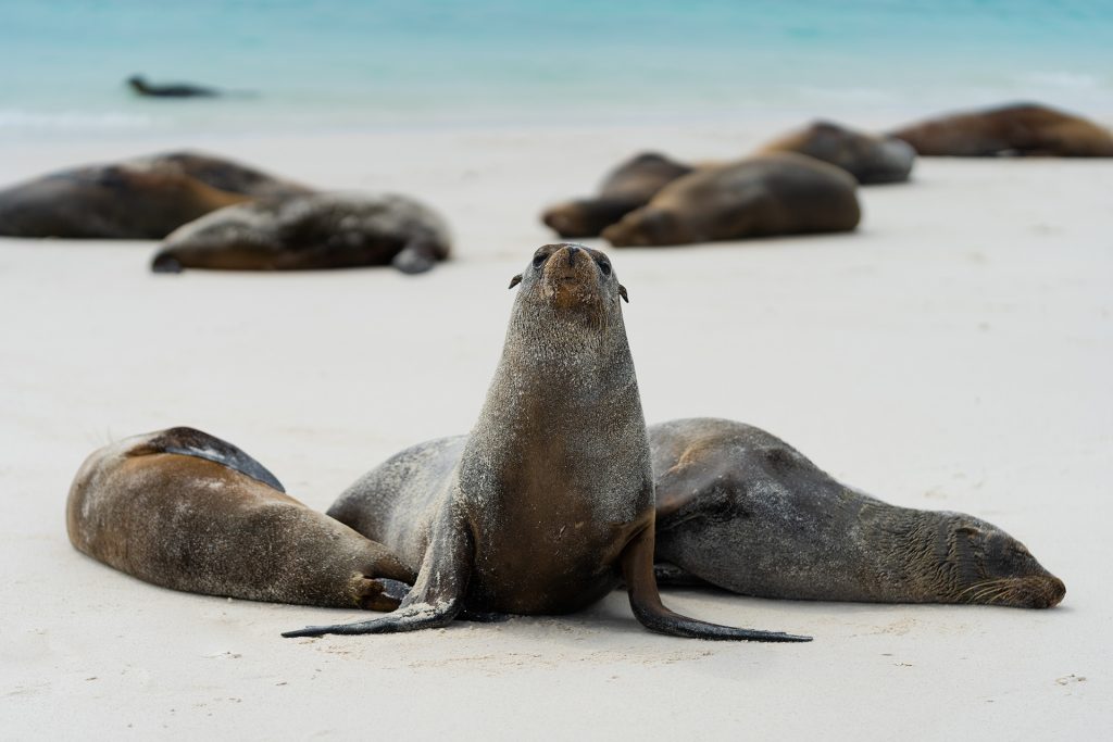 The Race To Save Galápagos' Endangered Species