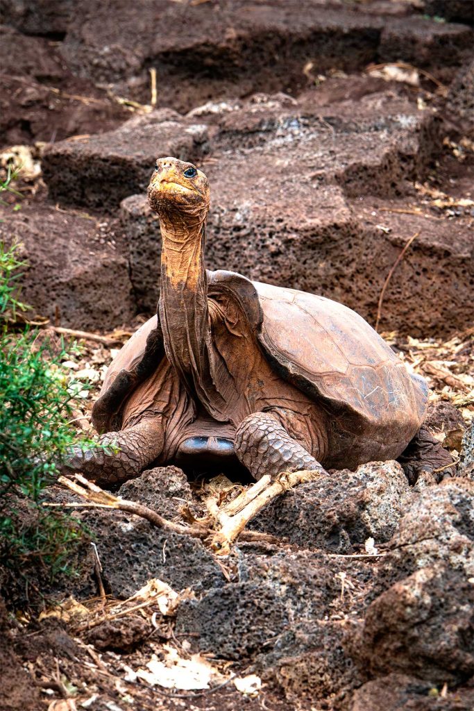 Verses of Hope: Fernanda's Tale