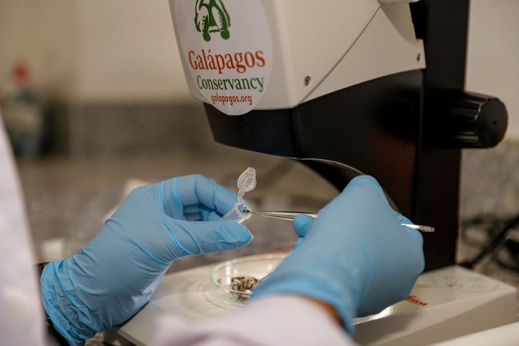 Alliance Against Invasion: Tackling Ant Threat Galápagos