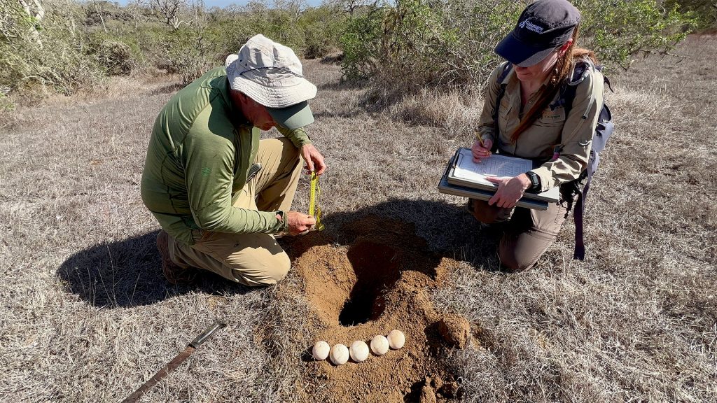 Expedition to Santiago recovers giant tortoises.