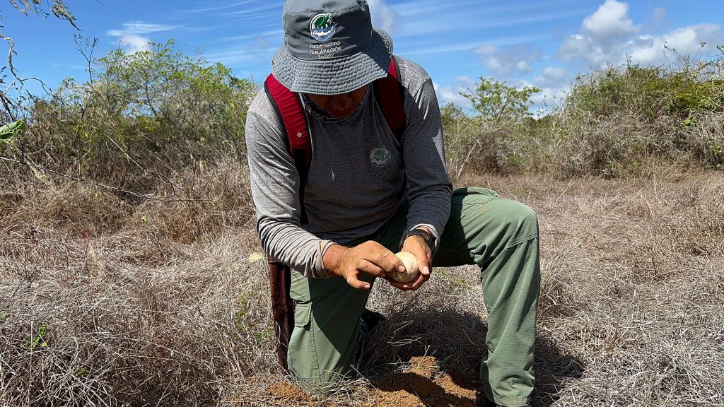 Expedition to Santiago recovers giant tortoises.