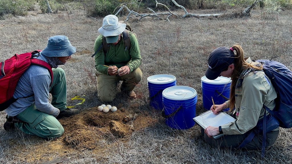 Expedition to Santiago recovers giant tortoises.