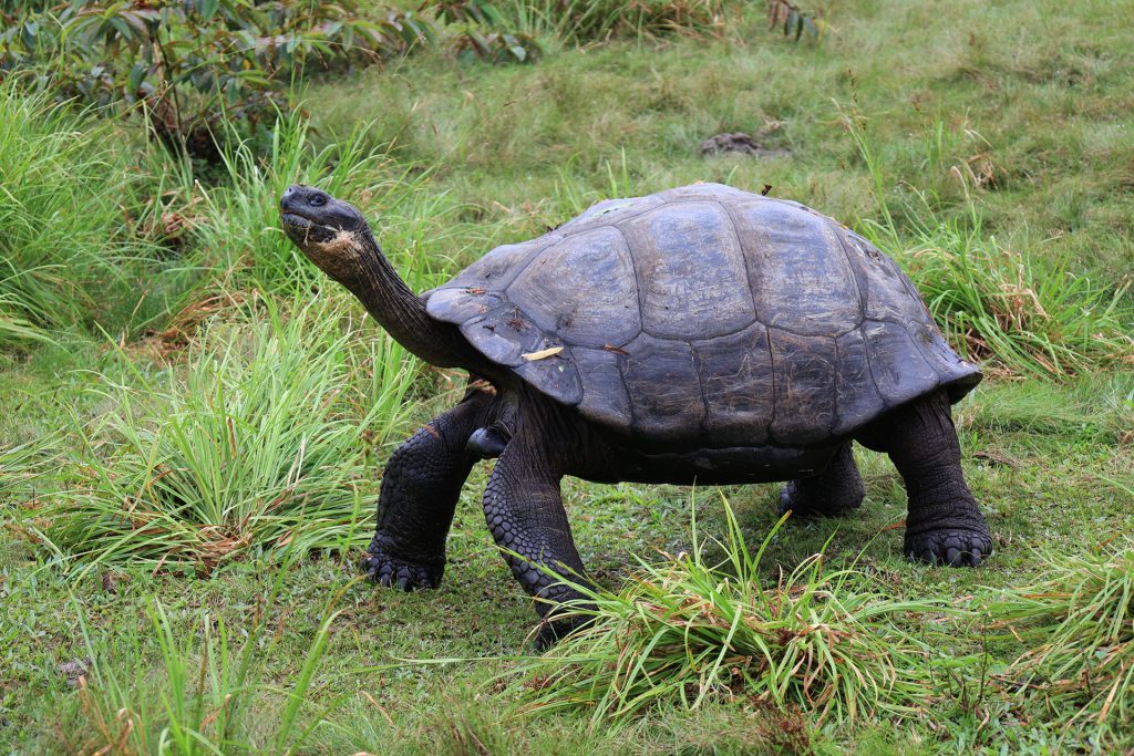 Se realiza Histórico Censo Poblacional de Tortugas Gigantes en el Sur de Isabela
