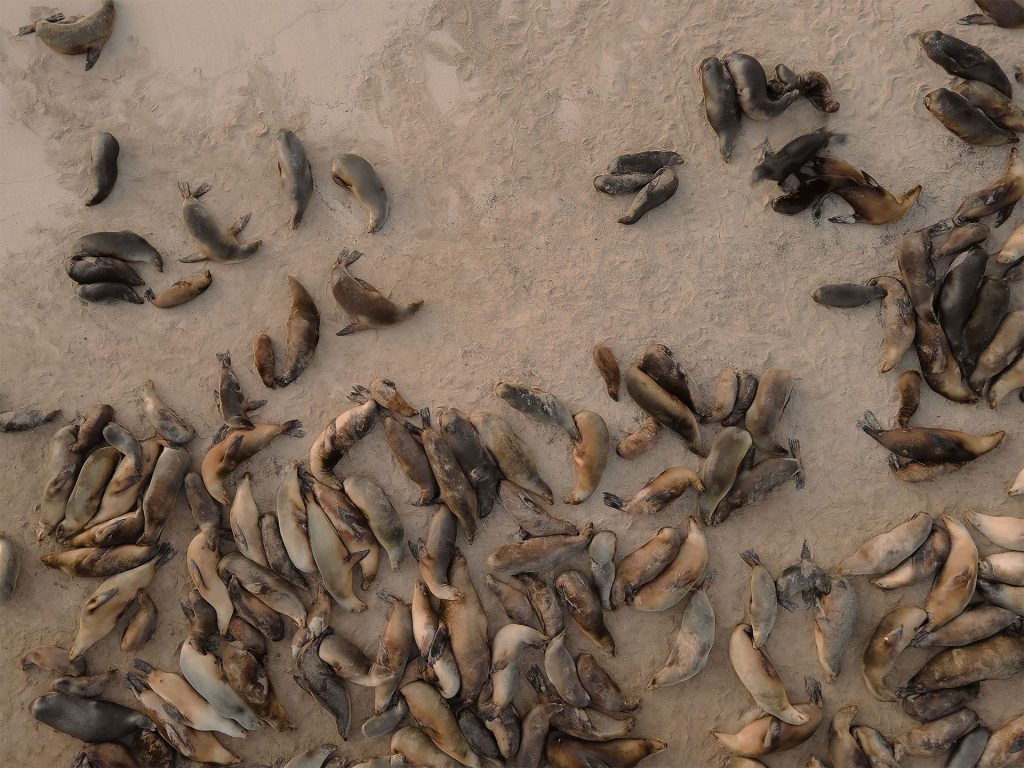 Ciencia en Acción: El análisis de isótopos estables arroja luz sobre los lobos marinos de Galápagos