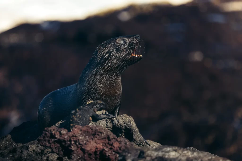 Expedición de Investigación y Monitoreo de Pinnípedos 2024