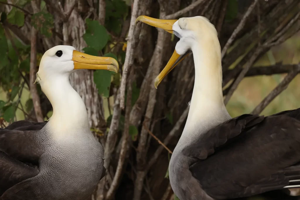 Descubriendo los Misterios de la Anidación de Albatros en Galápagos