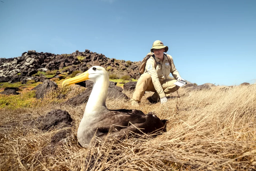 Descubriendo los Misterios de la Anidación de Albatros en Galápagos