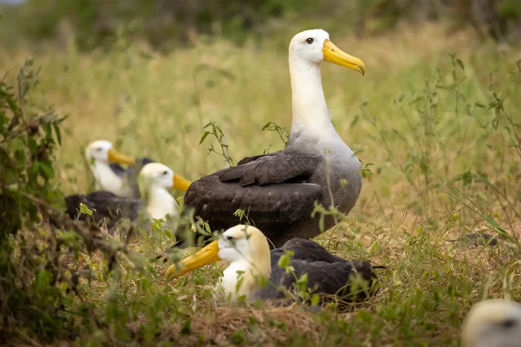 Exitosa Expedición para la Conservación de los Albatros en Galápagos