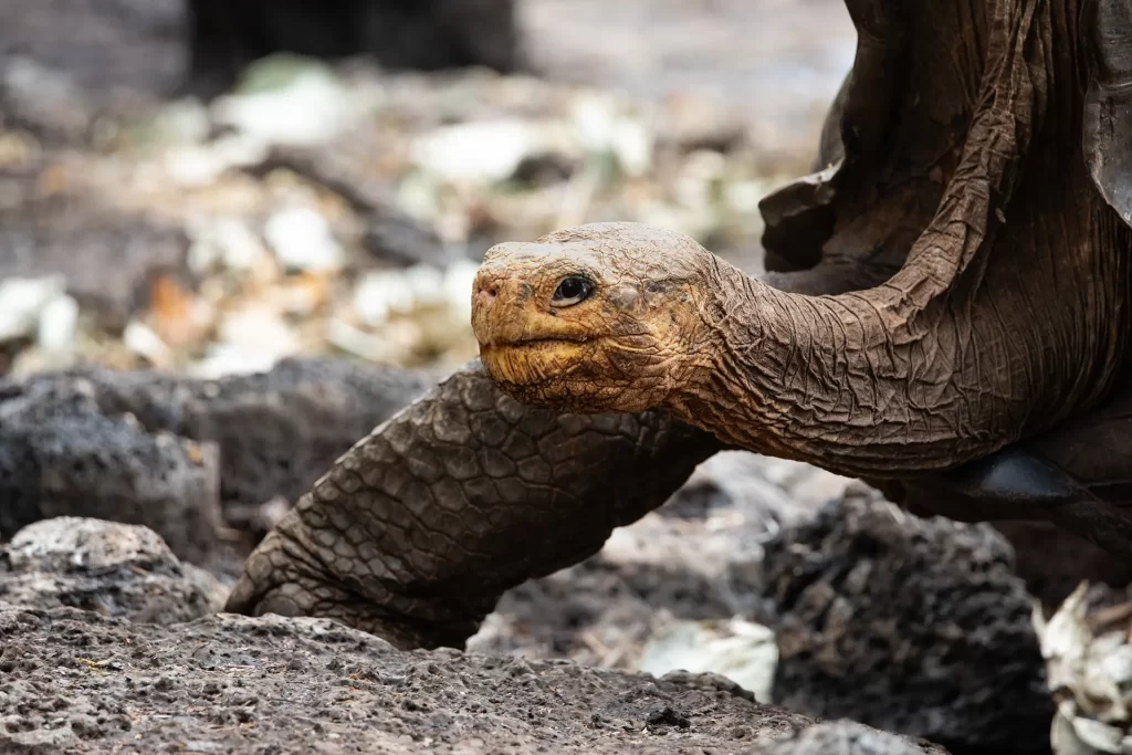 Celebrando el Día Mundial del Medio Ambiente con Galápagos Conservancy