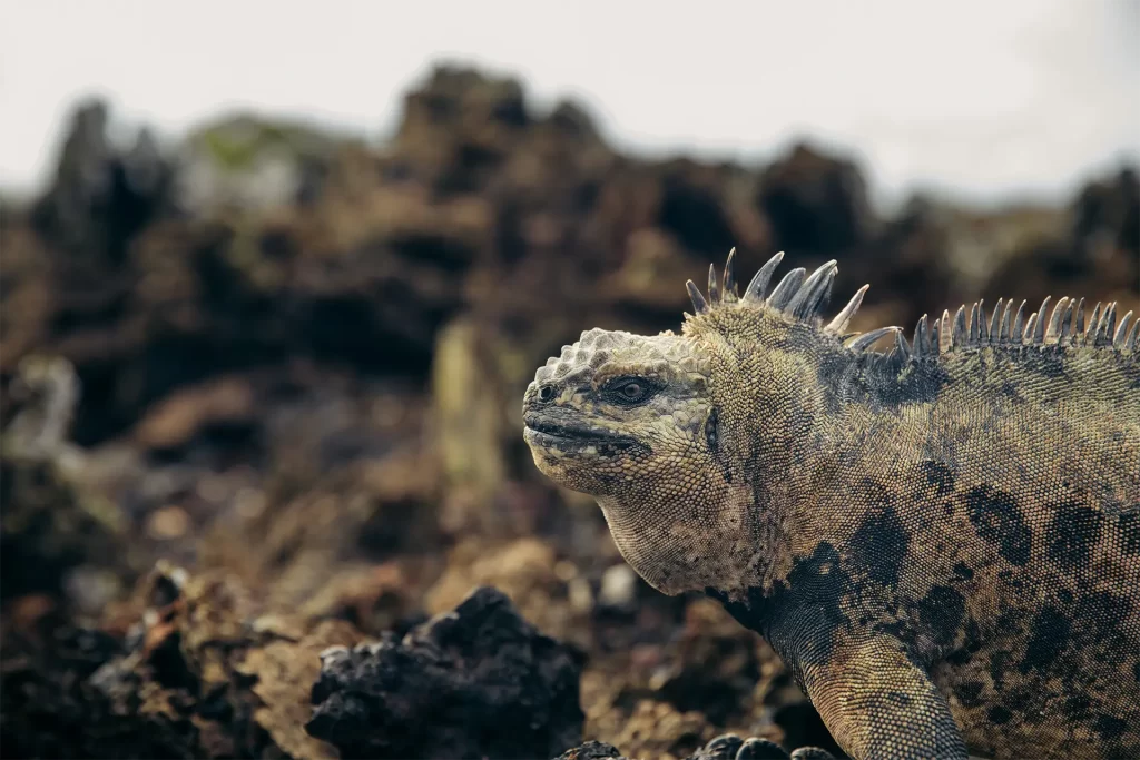 Celebrando el Día Mundial del Medio Ambiente con Galápagos Conservancy