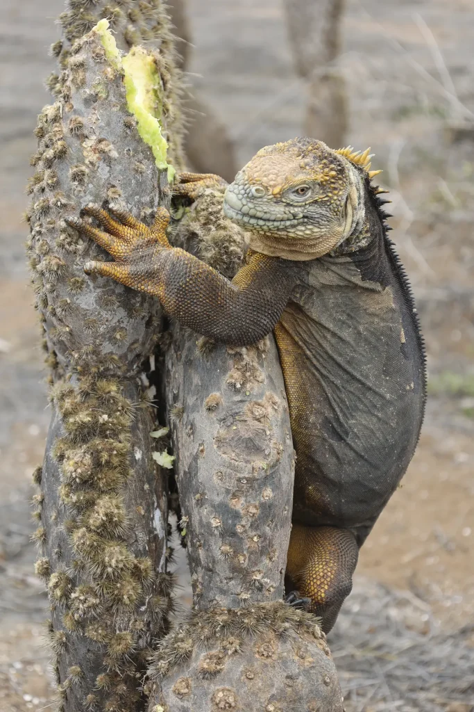 Conociendo el Impacto de los Cambios Estacionales en el Archipiélago de Galápagos