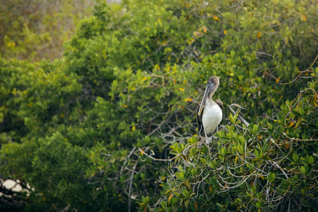 Celebrando el Día Internacional de la Protección del Manglar