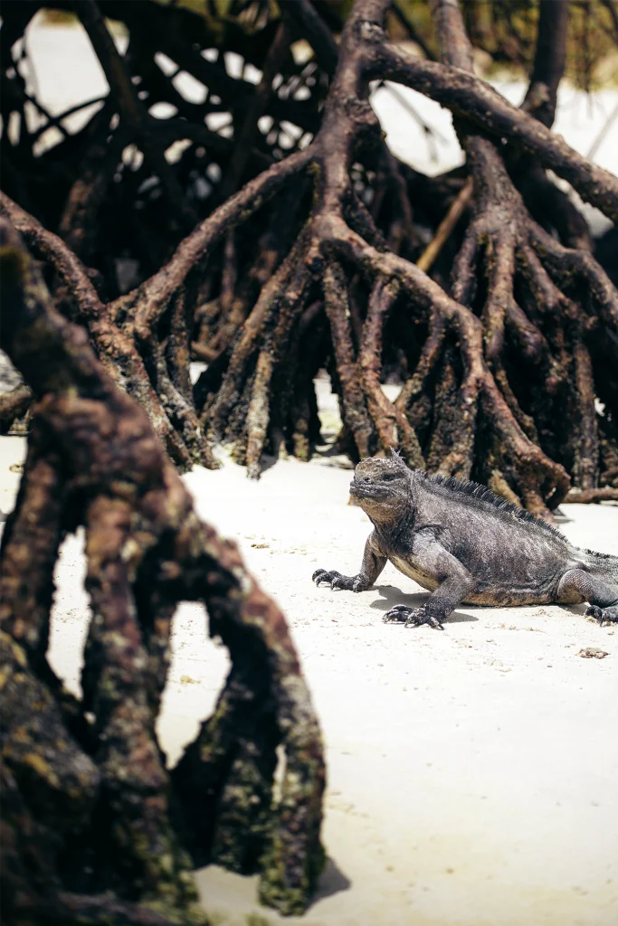 Celebración del Día Internacional para la Conservación del Ecosistema de los Manglares