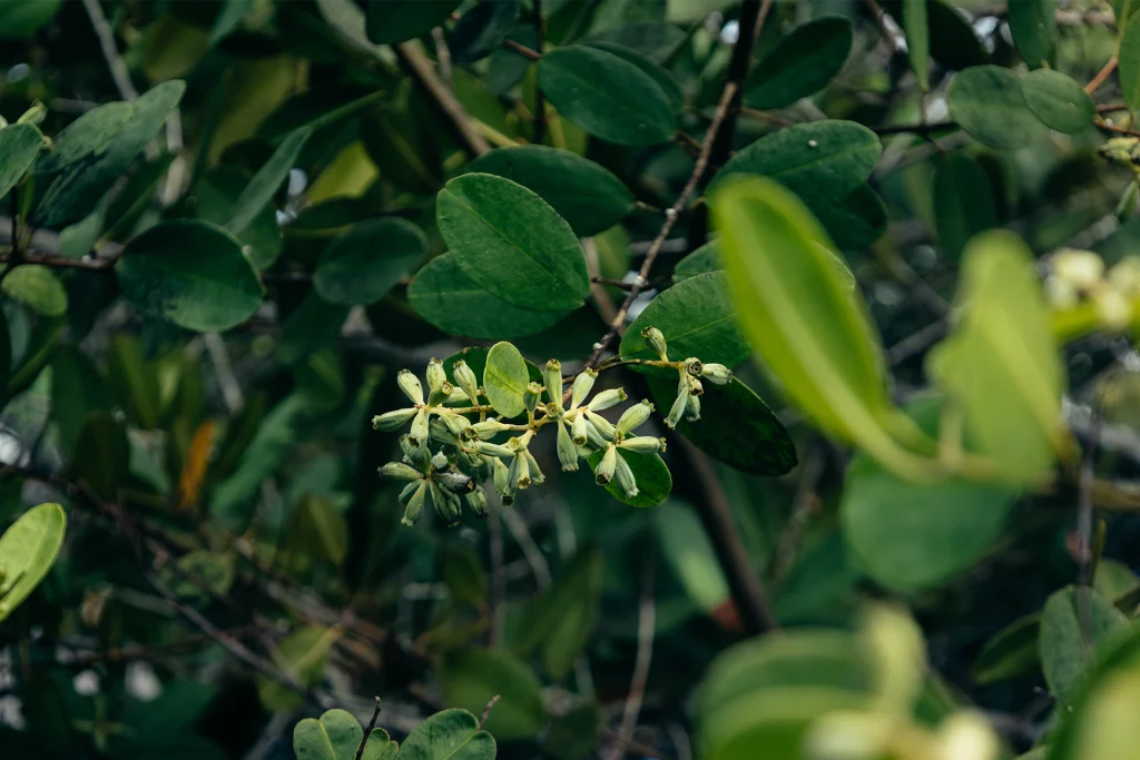 Celebración del Día Internacional para la Conservación del Ecosistema de los Manglares