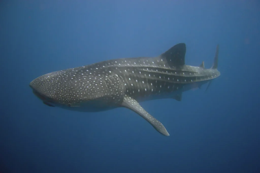 Celebrating Ocean Guardians: International Shark Awareness Day