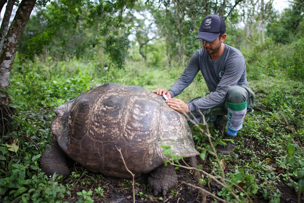 The Use of Satellite Animal Trackers in Galápagos