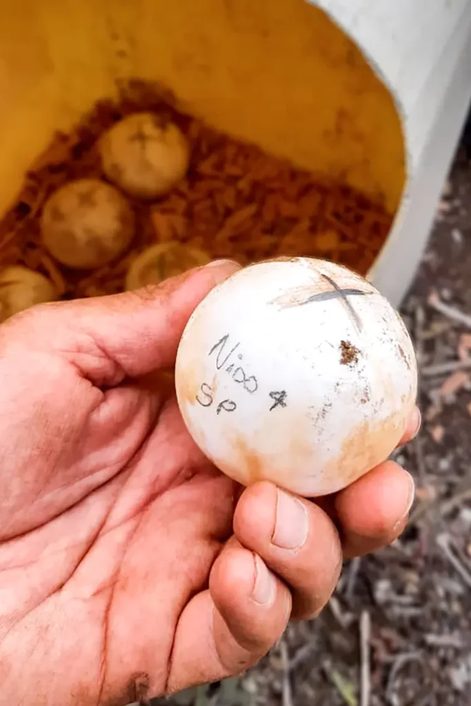 Colaboración Estratégica para la Protección de las Tortugas Gigantes en Isabela