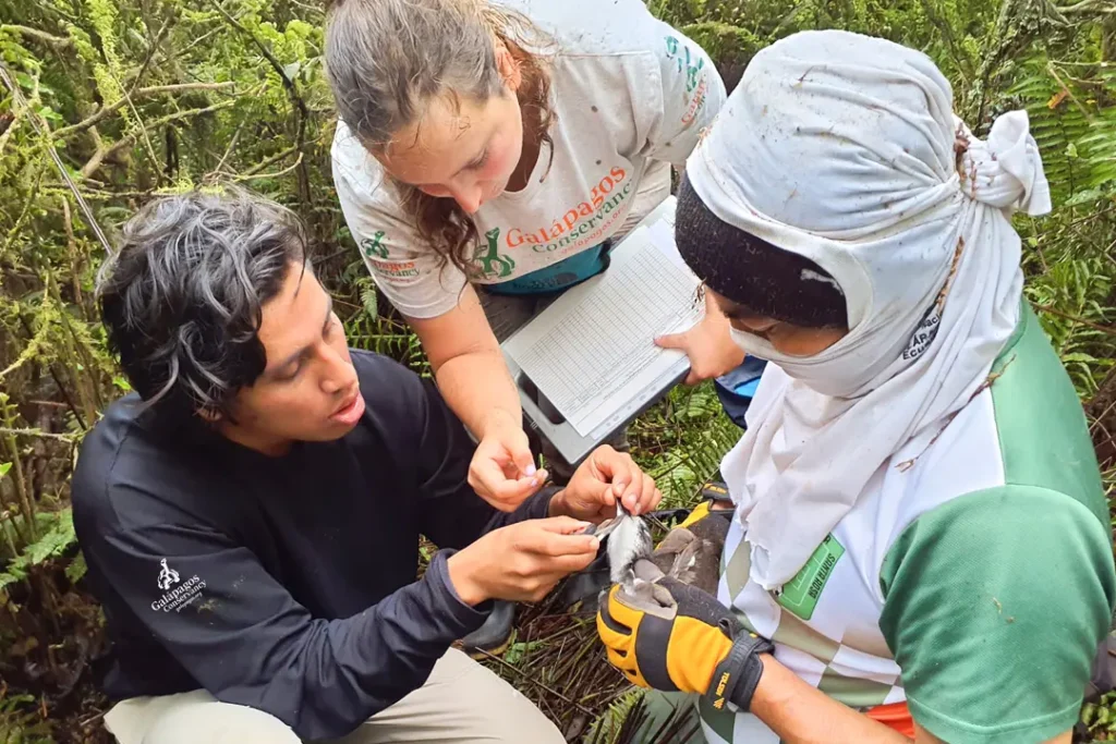 Conservación del Petrel de Galápagos en la Isla Santiago