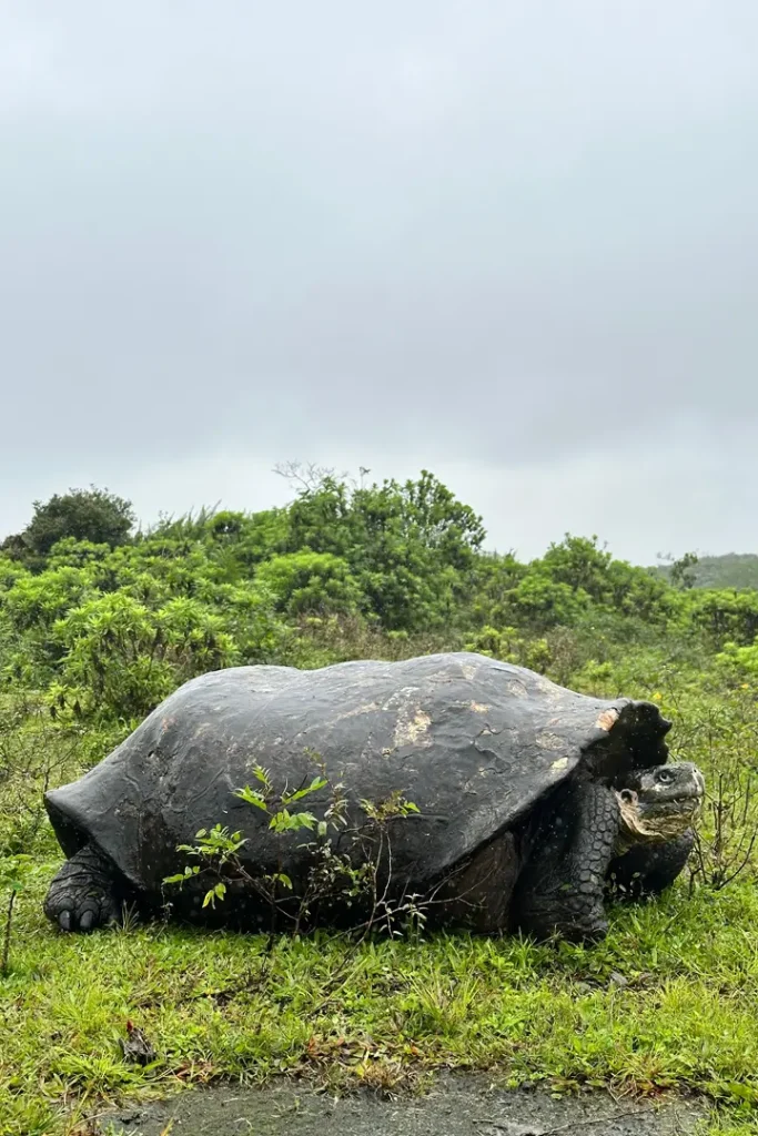 Nuevo Estudio Confirma la Diversidad Genética de las Tortugas Gigantes de Galápagos