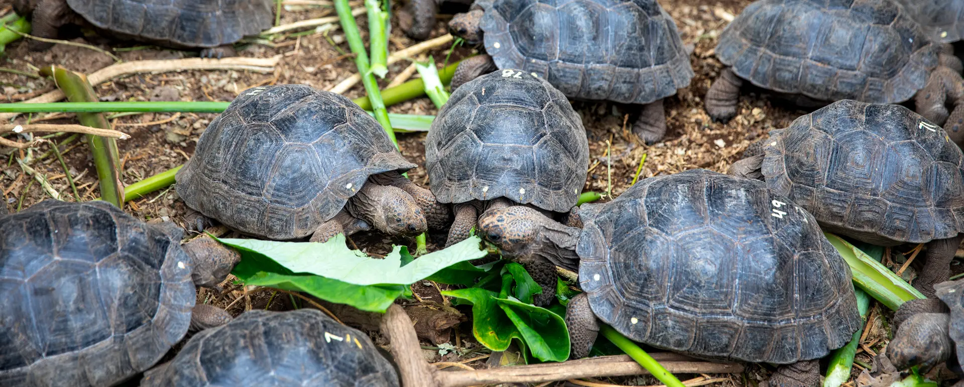 Centros de Crianza de Tortugas Gigantes en Galápagos