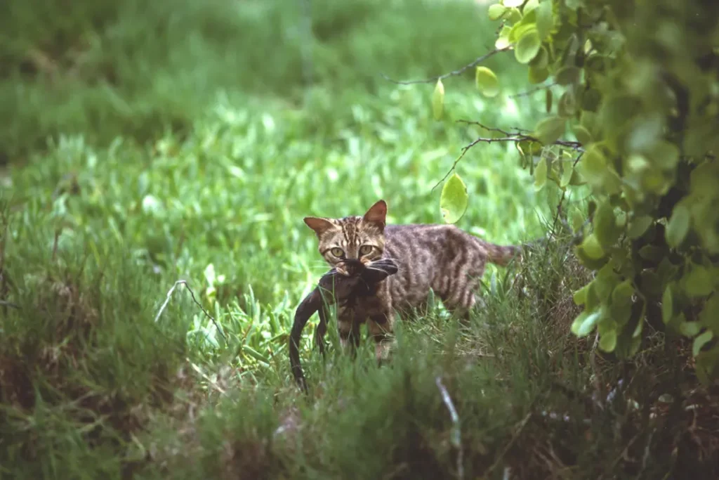 Especies Invasoras y Nuestra Lucha por Proteger Galápagos