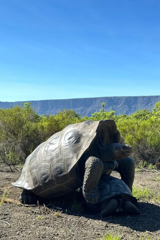 Redescubriendo la Esperanza para una Población Aislada de Tortugas Gigantes del Volcán Wolf
