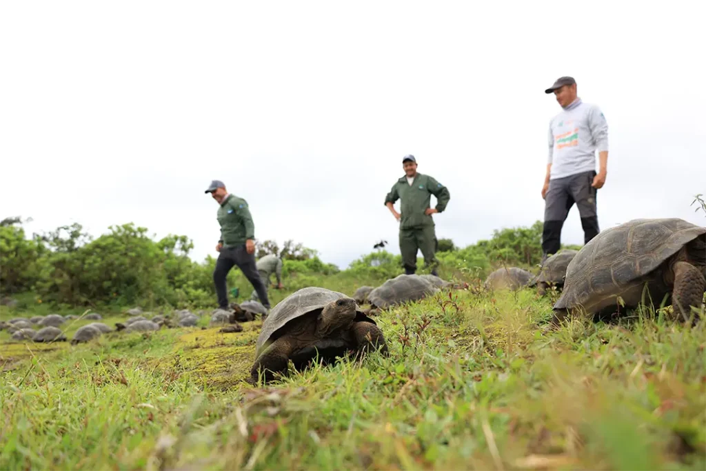 40 Years of Reptile Conservation in Galápagos