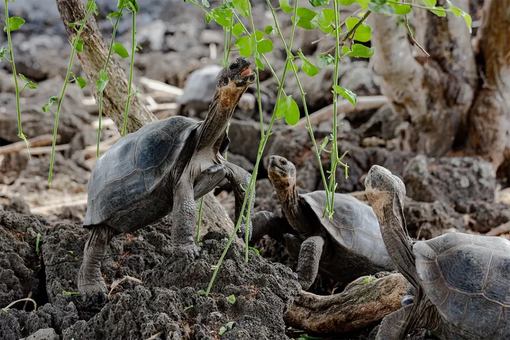 40 Years of Reptile Conservation in Galápagos
