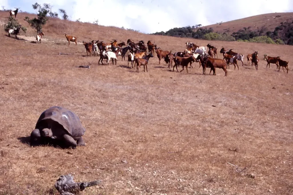 40 Years of Reptile Conservation in Galápagos