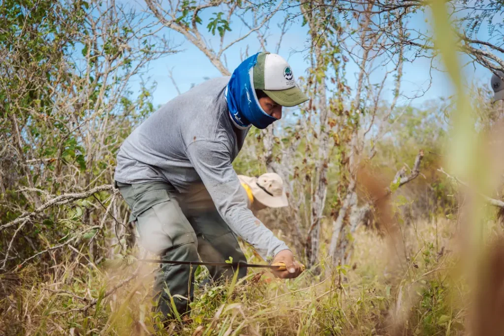 Española: An Island Reborn Through Science and Human Commitment