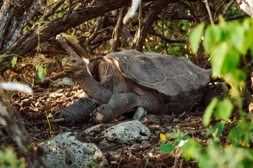 Española: An Island Reborn Through Science and Human Commitment