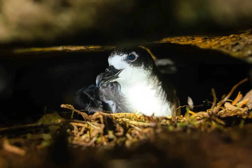 Science in Defense of an Endangered Species Petrel
