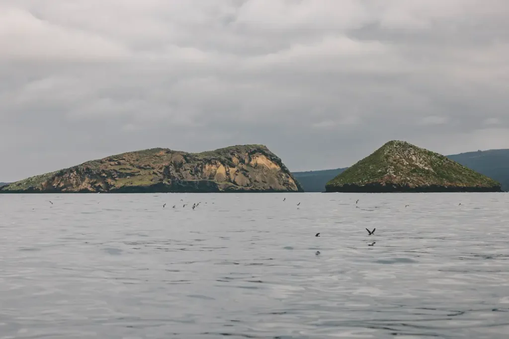 Science in Defense of an Endangered Species Petrel