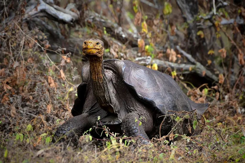 When a Tortoise Leads the Way, Life Follows