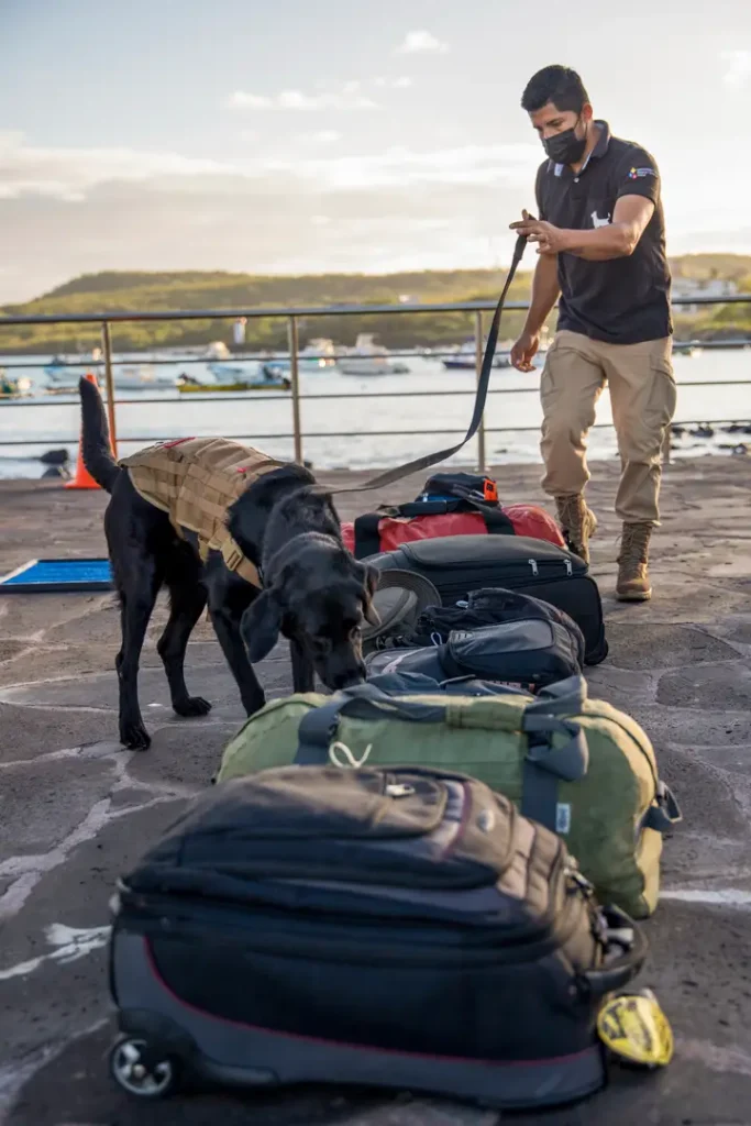 The Canine Brigade Defending the Galápagos Islands