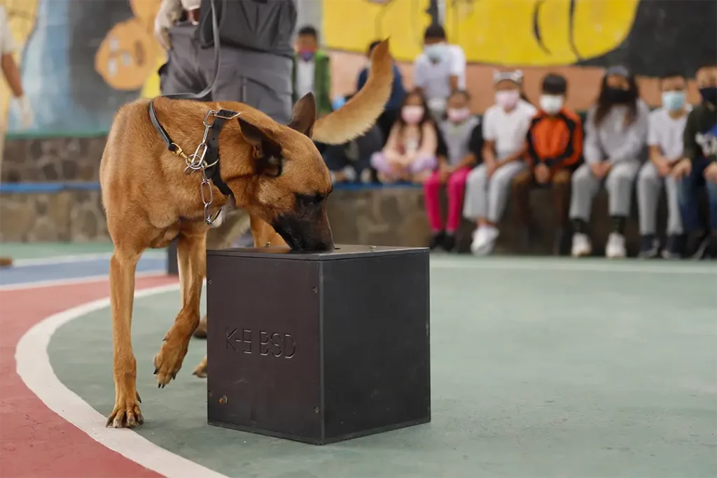 The Canine Brigade Defending the Galápagos Islands
