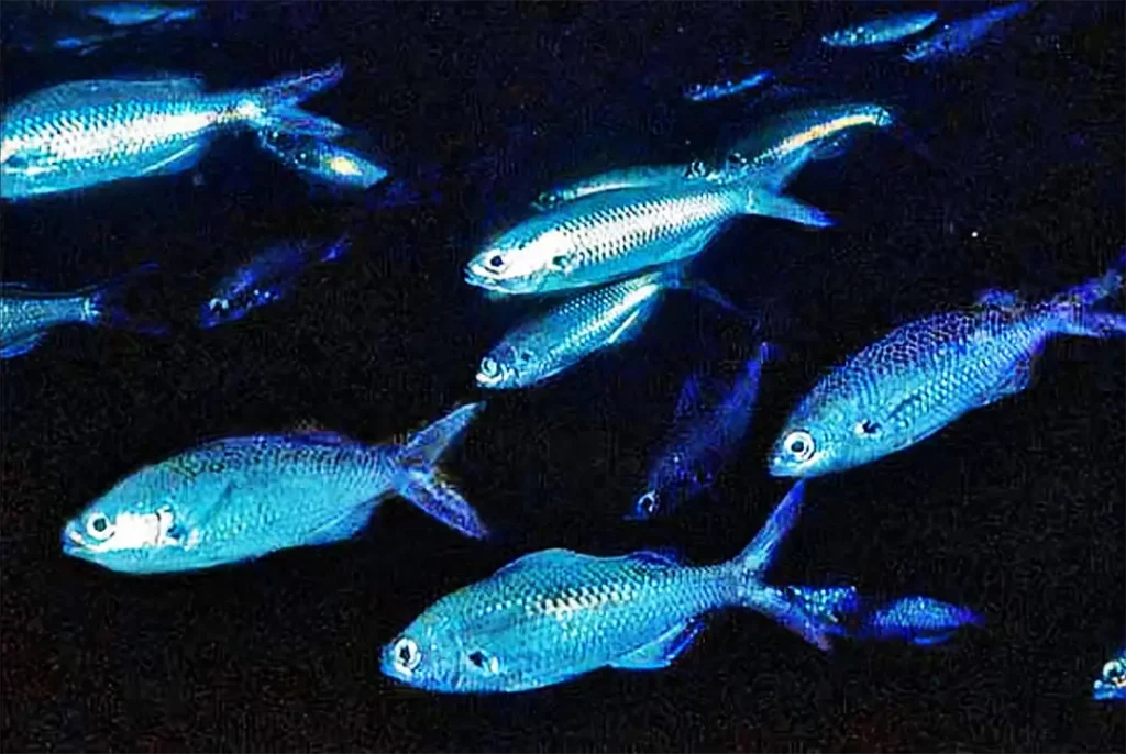 The Galápagos Damselfish and the Legacy
