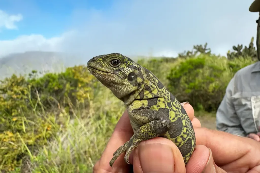Científicos de Galápagos Conservancy han redescubierto crías de la iguana rosada