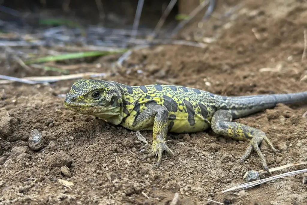 Científicos de Galápagos Conservancy han redescubierto crías de la iguana rosada