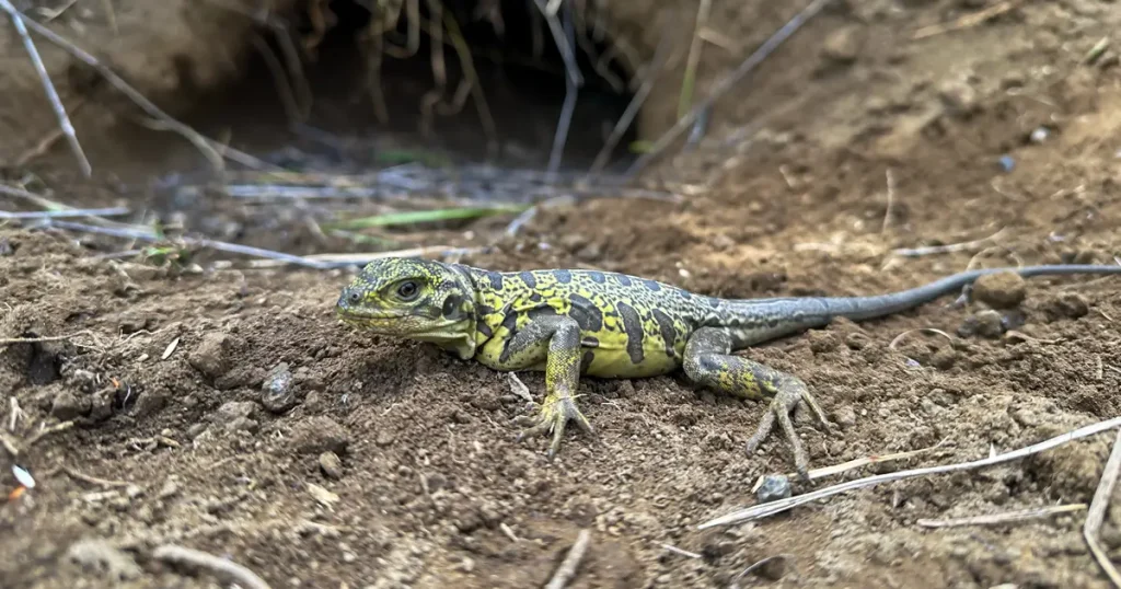 Científicos de Galápagos Conservancy han redescubierto crías de la iguana rosada