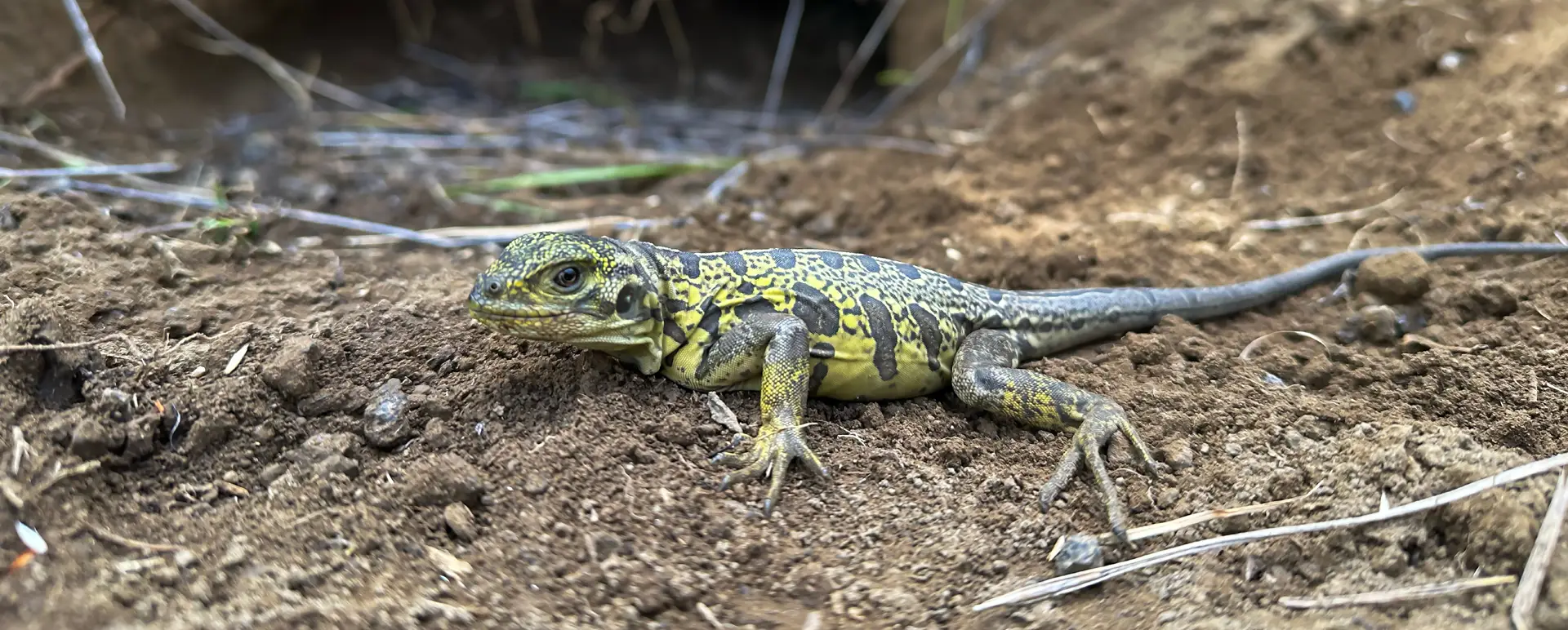 Científicos de Galápagos Conservancy han redescubierto crías de la iguana rosada