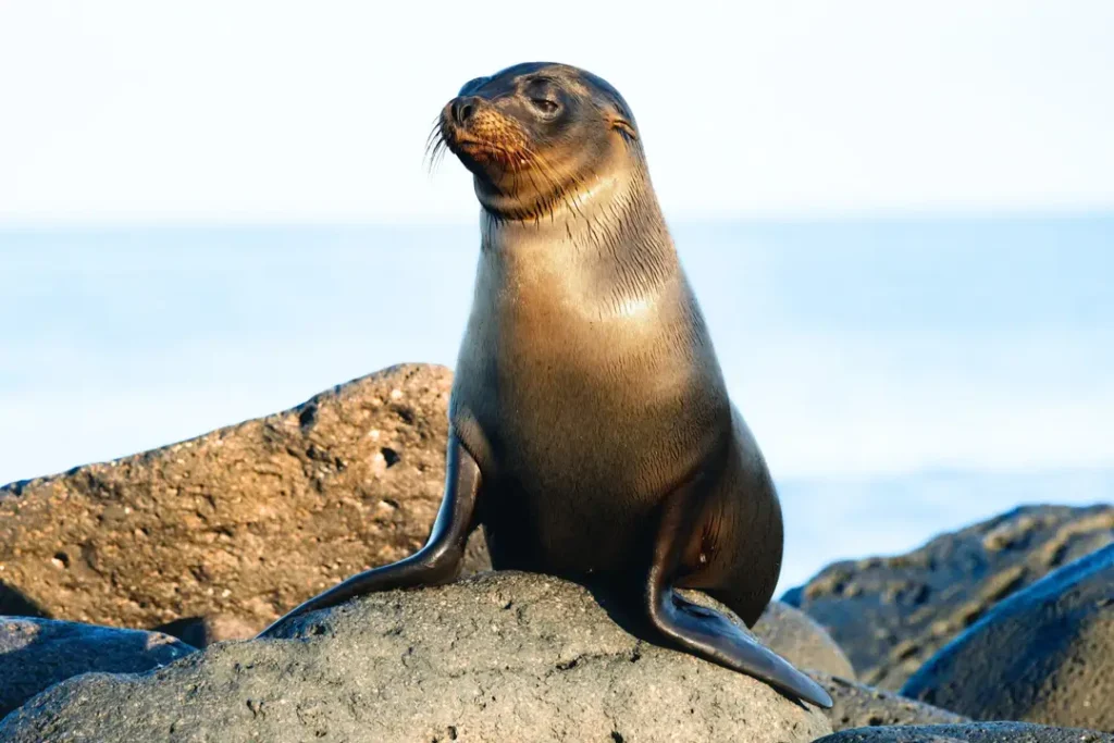 Give Today Galápagos Conservancy