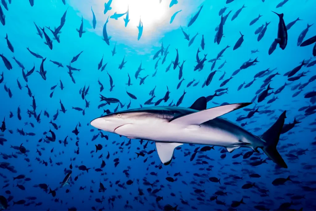 Where Sharks Still Swim Free, Life Finds a Refuge