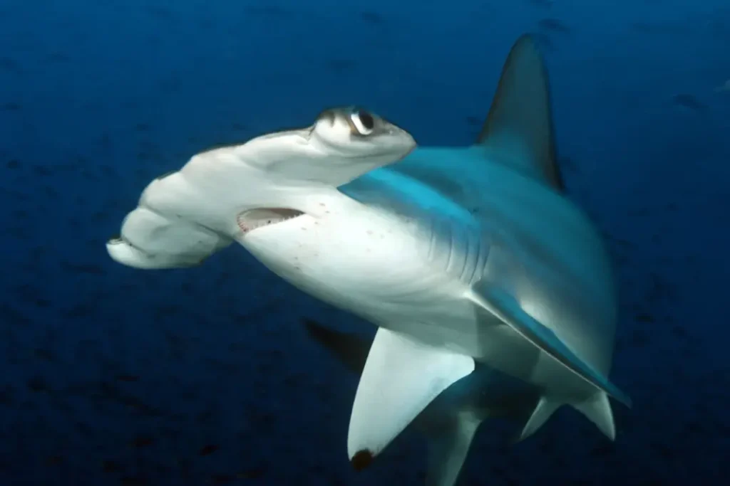 Where Sharks Still Swim Free, Life Finds a Refuge